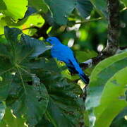 Plum-throated Cotinga