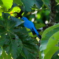 Cotinga des Maynas