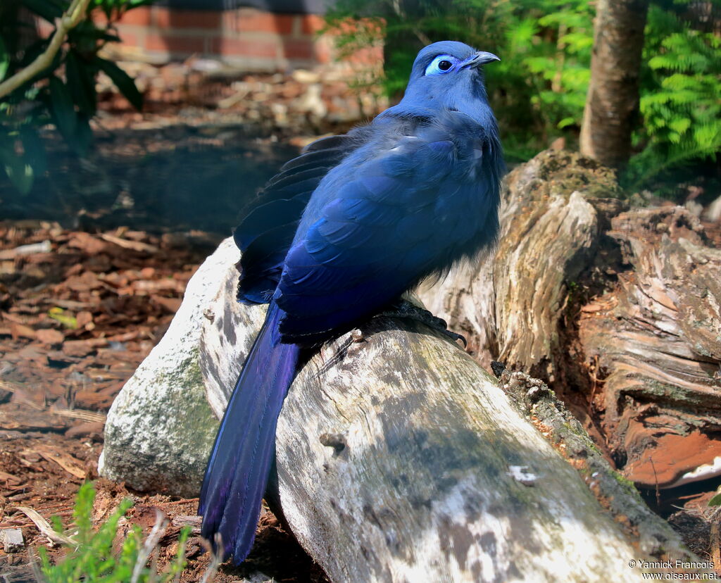 Coua bleuadulte, identification, composition