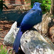 Blue Coua