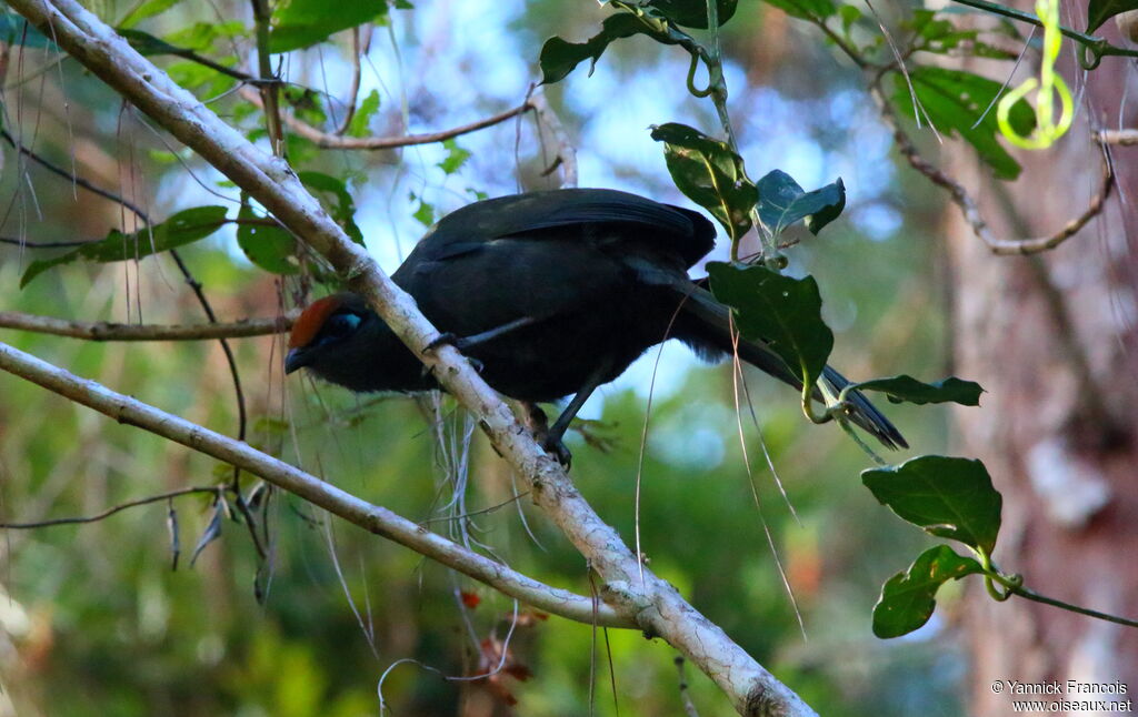 Red-fronted Couaadult, habitat, aspect