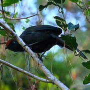 Red-fronted Coua