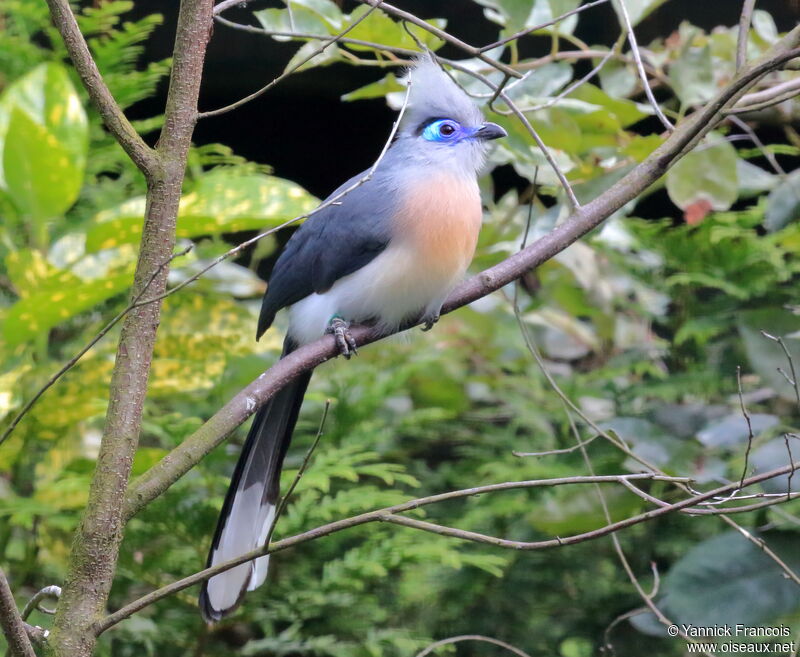 Crested Couaadult, identification, aspect