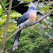 Crested Coua