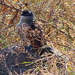 Coucal à sourcils blancs