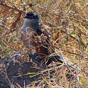 White-browed Coucal