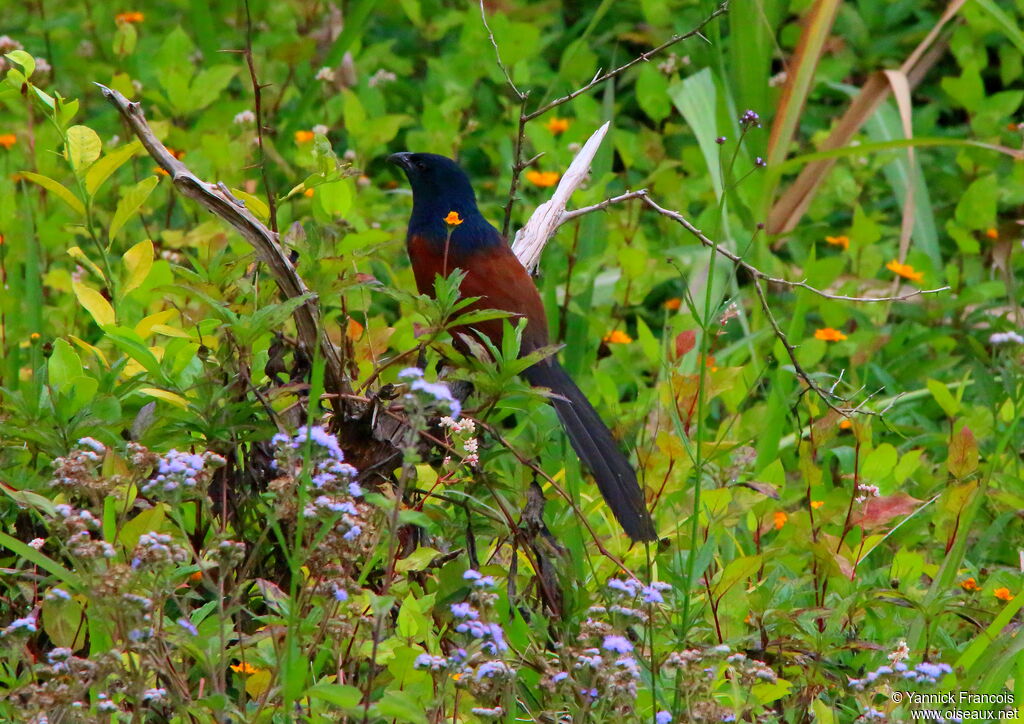 Coucal toulouadulte, habitat