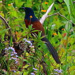 Coucal toulou