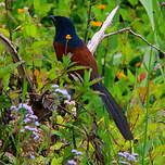 Coucal toulou