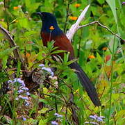 Malagasy Coucal