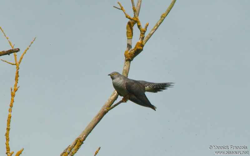 Common Cuckooadult, identification, aspect, song