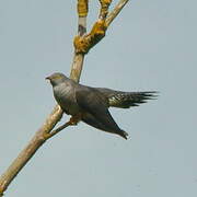 Common Cuckoo