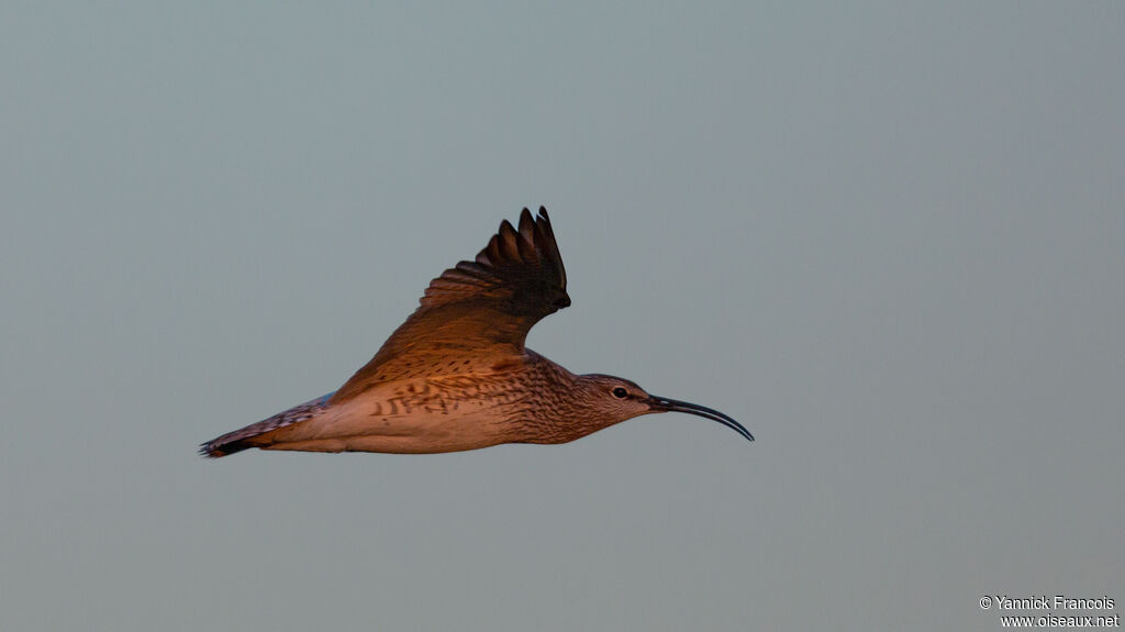 Eurasian Whimbreladult, aspect, Flight