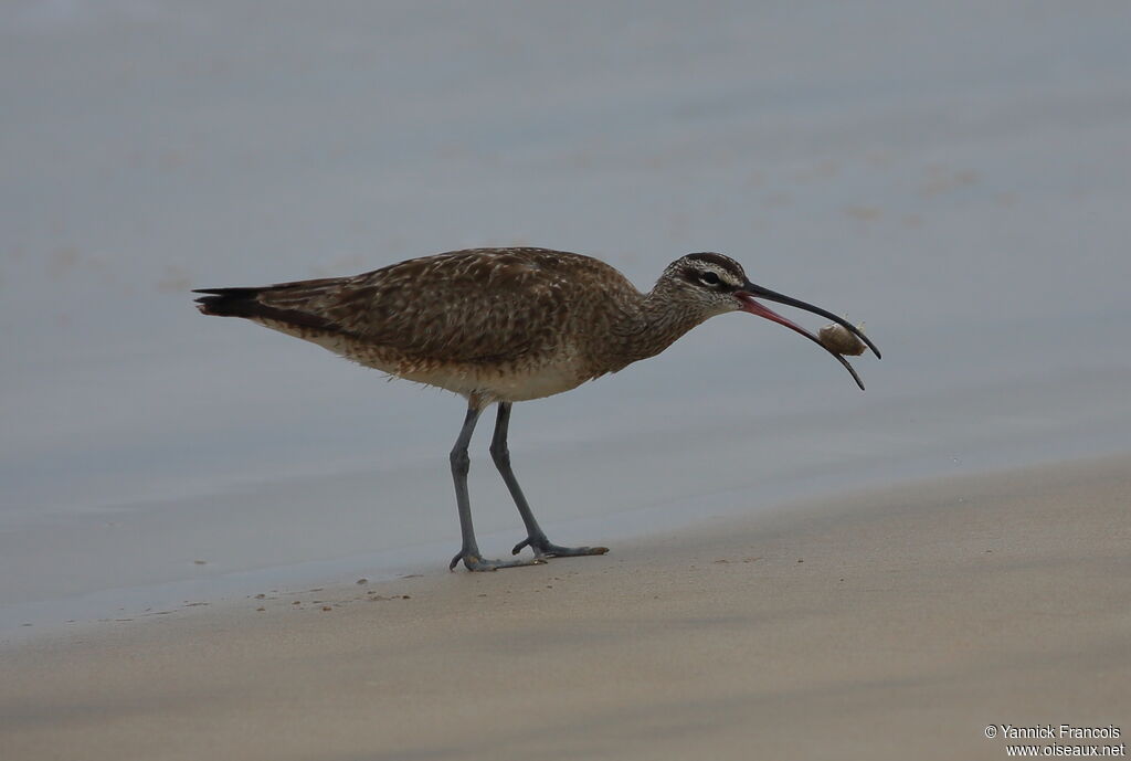 Hudsonian Whimbreladult, identification, aspect, fishing/hunting