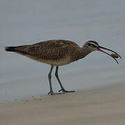 Hudsonian Whimbrel