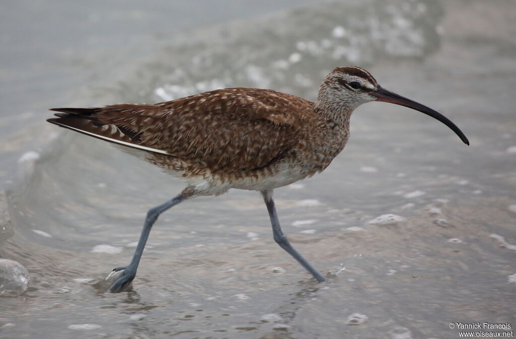 Hudsonian Whimbreladult, identification, aspect