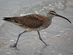 Hudsonian Whimbrel