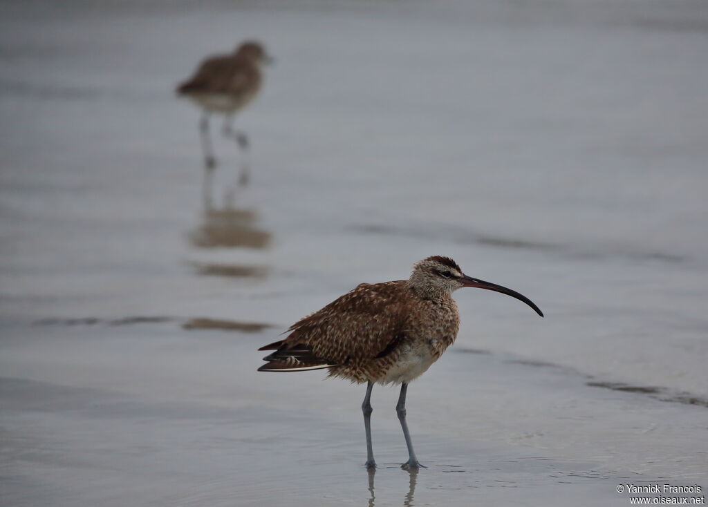 Hudsonian Whimbreladult, habitat, aspect