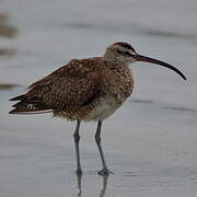 Hudsonian Whimbrel