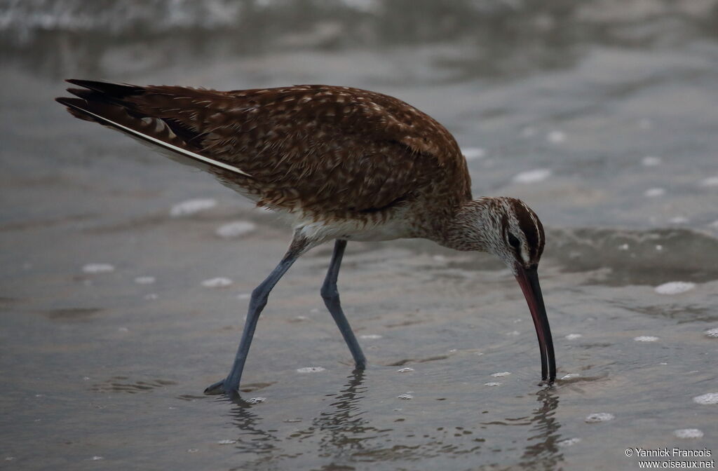 Hudsonian Whimbreladult, identification, aspect, fishing/hunting