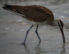 Hudsonian Whimbrel