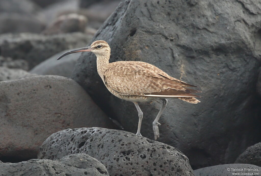 Hudsonian Whimbreladult, identification, aspect