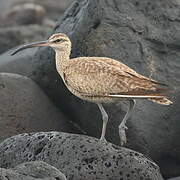 Hudsonian Whimbrel