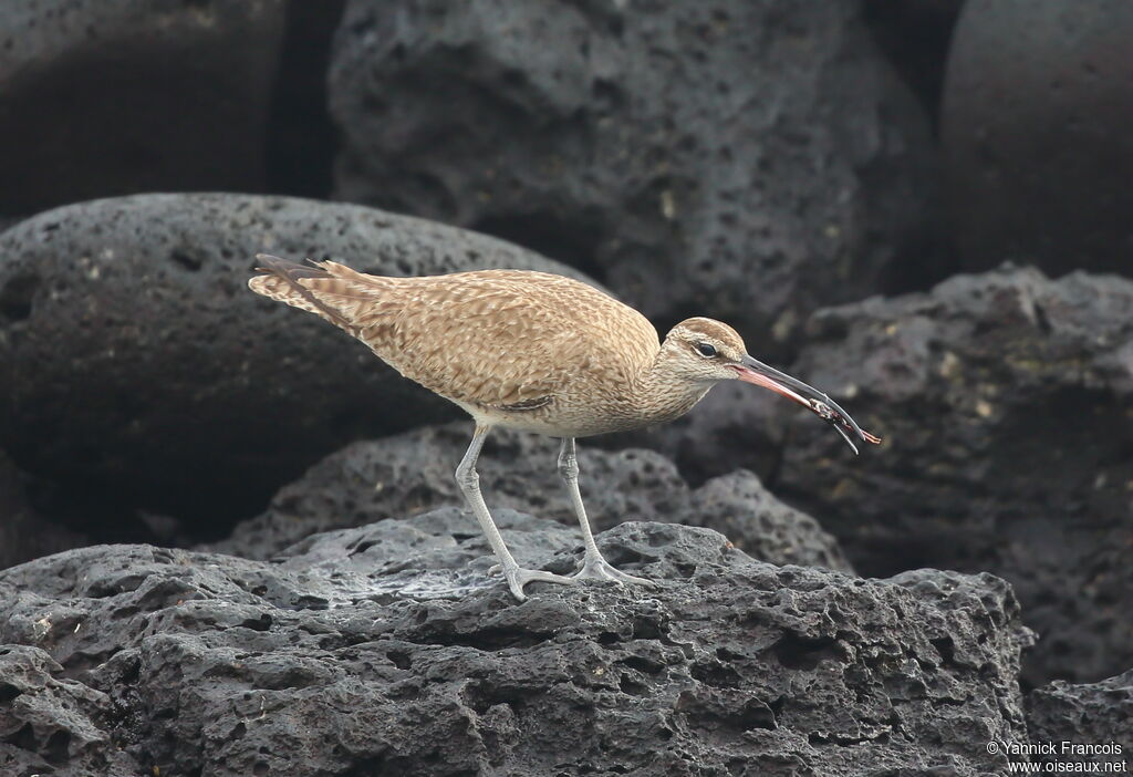 Hudsonian Whimbreladult, identification, aspect, fishing/hunting