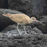 Hudsonian Whimbrel