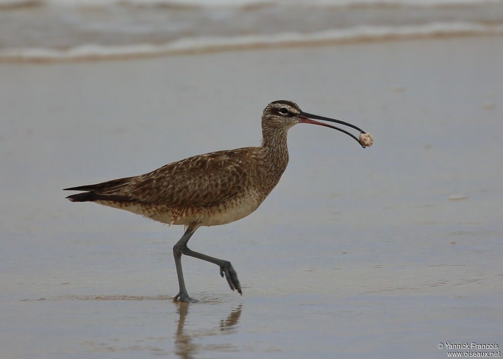 Hudsonian Whimbreladult, identification, aspect, fishing/hunting