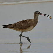 Hudsonian Whimbrel