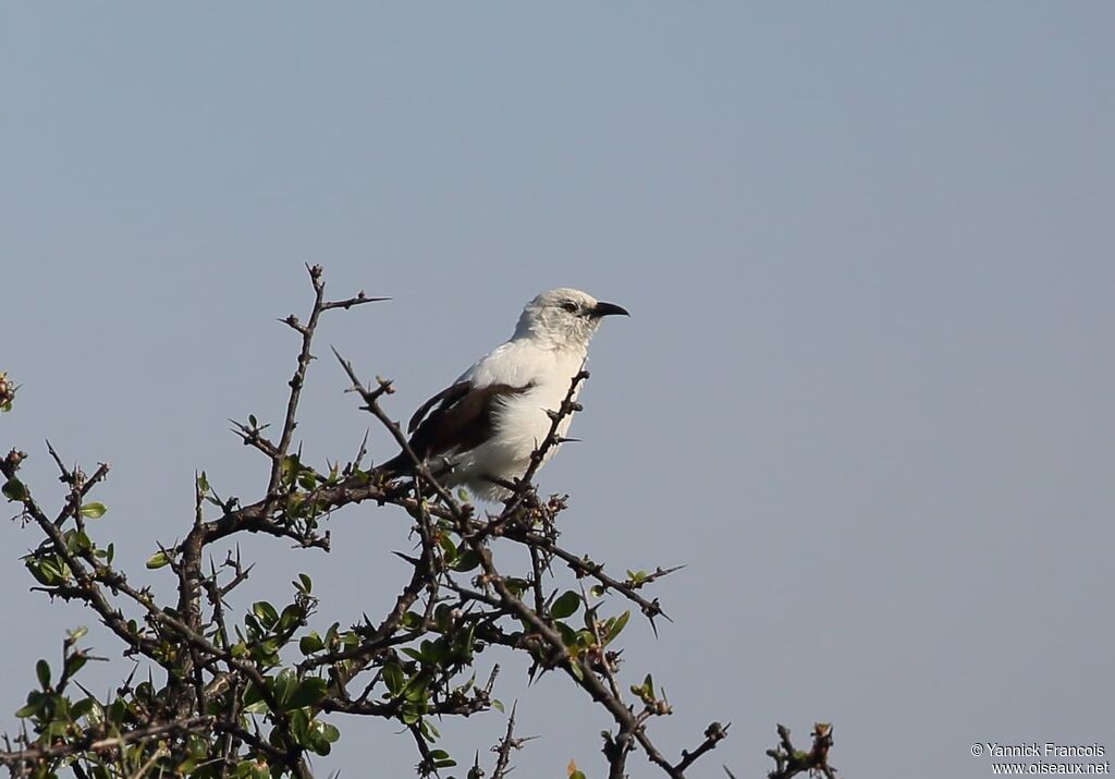 Southern Pied Babbleradult, identification, aspect