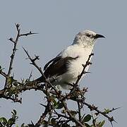 Southern Pied Babbler