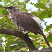 Hartlaub's Babbler