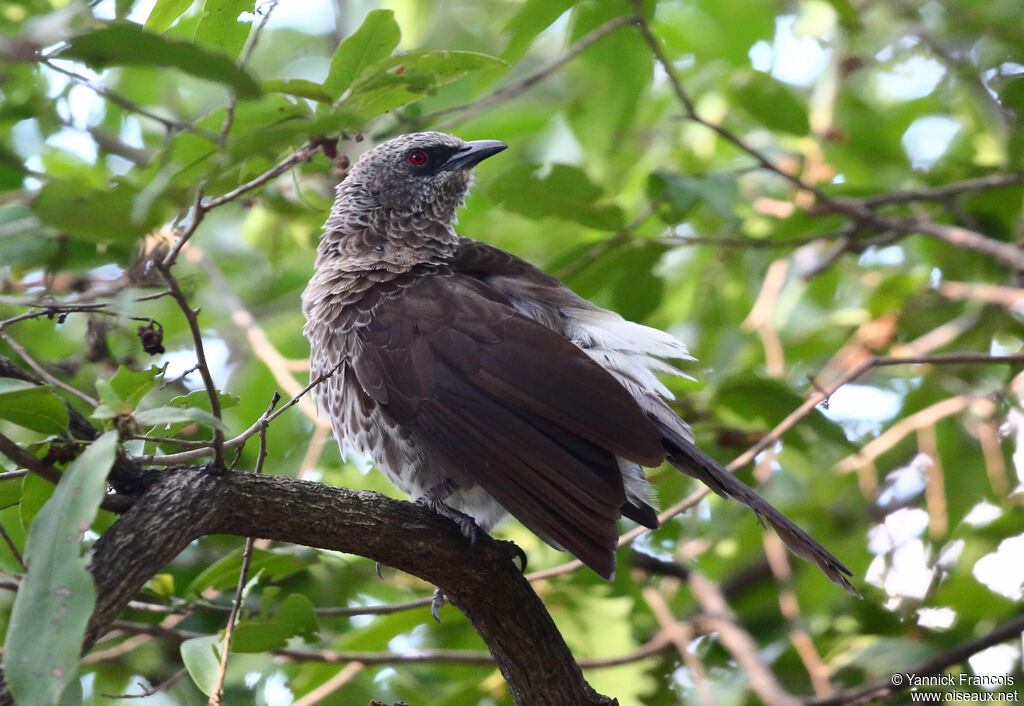 Hartlaub's Babbleradult, identification, aspect