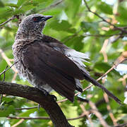 Hartlaub's Babbler