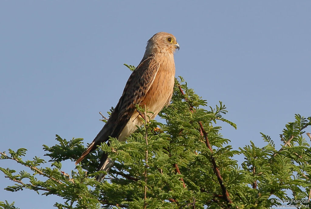 Rock Kestrel, habitat, aspect