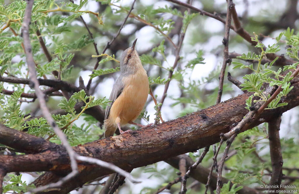 Long-billed Crombecadult, habitat, aspect