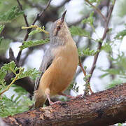 Long-billed Crombec