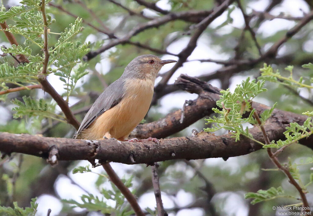 Long-billed Crombecadult, identification, aspect