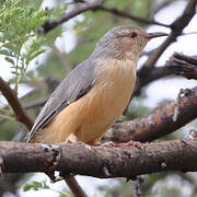 Long-billed Crombec