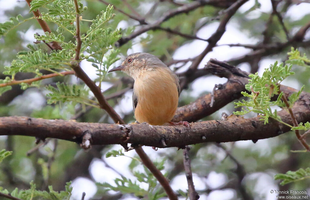 Long-billed Crombecadult, habitat, aspect