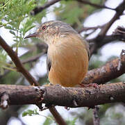 Long-billed Crombec