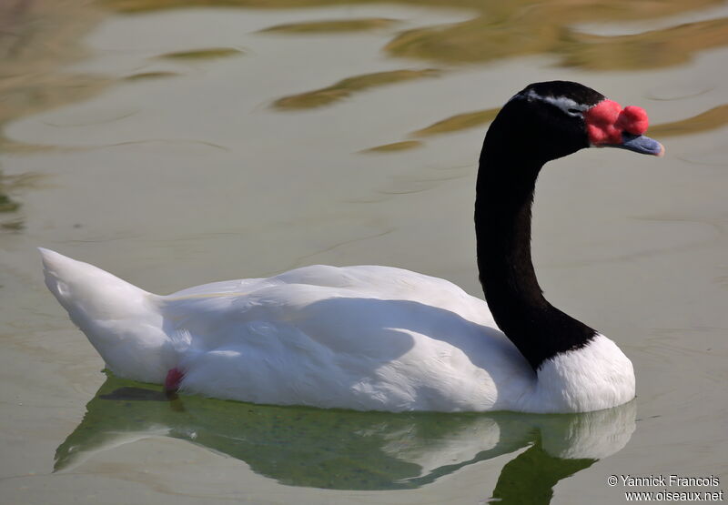 Black-necked Swanadult, identification, aspect, swimming