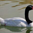 Cygne à cou noir