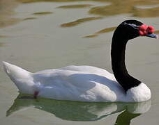 Black-necked Swan