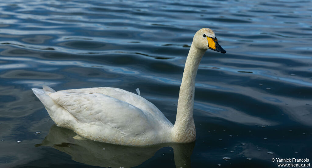 Whooper Swanadult, identification, aspect