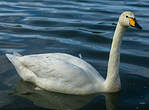 Cygne chanteur