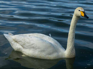 Cygne chanteur