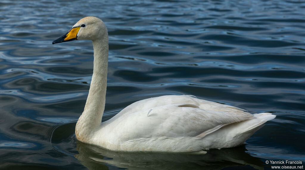 Whooper Swanadult, identification, aspect